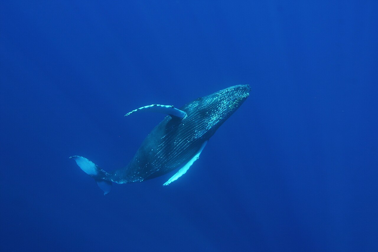 Humpback whale underwater, the fixed public-domain input used for all three Wan comparisons